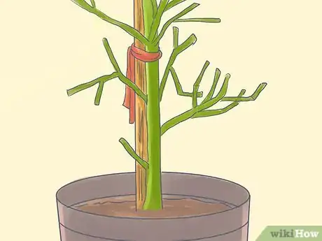 Image titled Grow a Pencil Tree (Euphorbia Tirucalli) Step 9