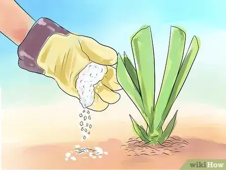 Image titled Get Irises to Bloom Step 11