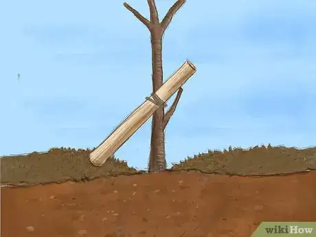 Image titled Plant a Bare Root Tree Step 10