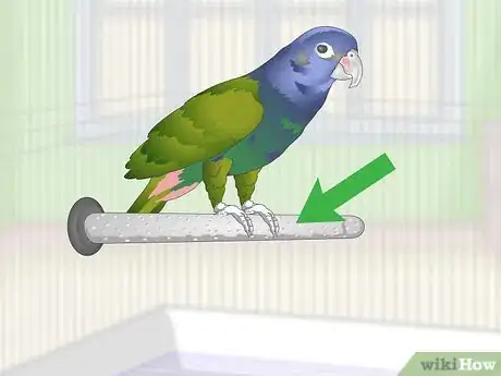 Image titled Keep Pionus Parrots Groomed Step 11