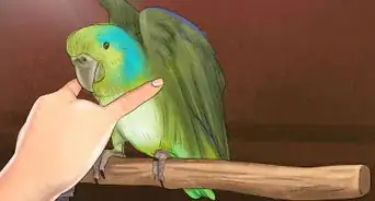 Care for a Pacific Parrotlet