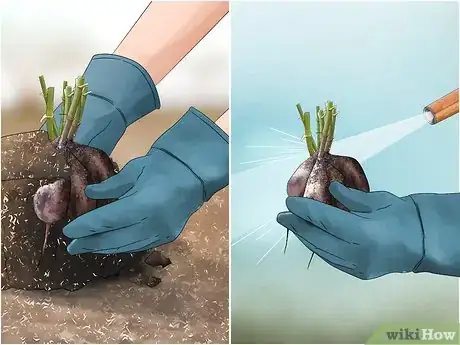 Image titled Cut Dahlia Tubers Step 5