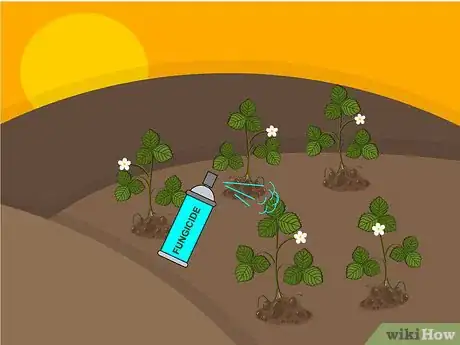 Image titled Grow Strawberries Step 21