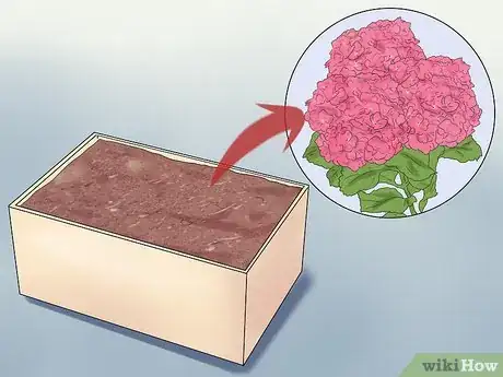 Image titled Mulch Hydrangeas Step 3