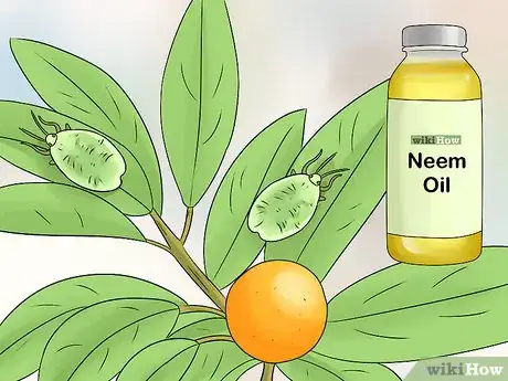 Image titled Grow Kumquat Step 17