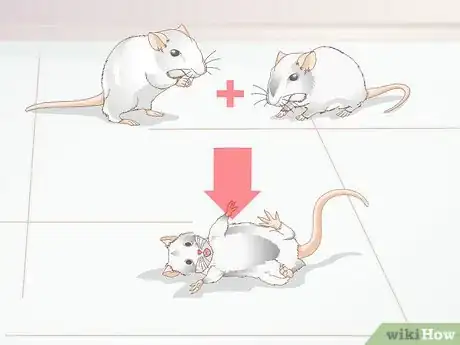 Image titled Know if Your Gerbil Is Having a Seizure Step 4