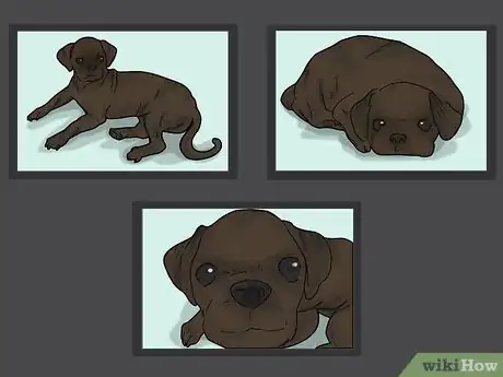 Image titled Photograph Pets Step 10