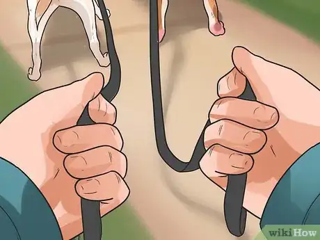 Image titled Walk Two Dogs at the Same Time on Leashes Step 8