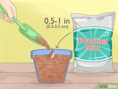 Image titled Plant Begonias in a Pot Step 5