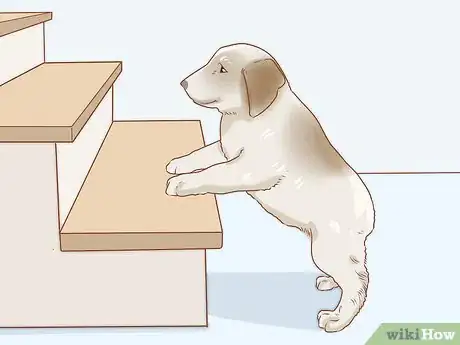 Image titled Help a Dog Overcome Its Fear of Stairs Step 10