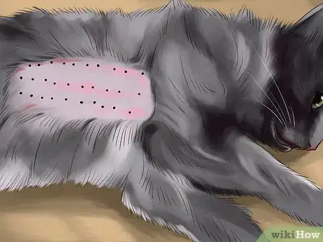 Image titled Treat Keratitis in Cats Step 2