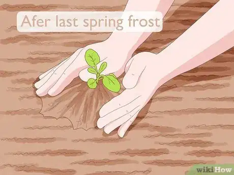 Image titled Grow an Herb Garden Step 6