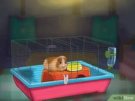 Image titled Prevent Skin Problems in Guinea Pigs Step 4