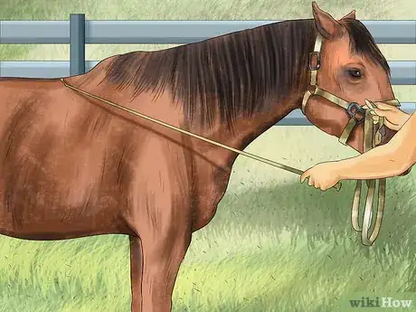 Image titled Get a Horse to Put Its Head Down Step 8