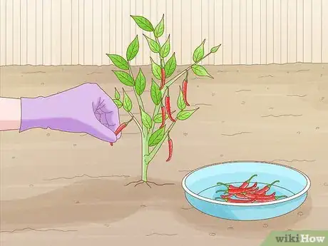 Image titled Grow Hotter Chillies Step 10
