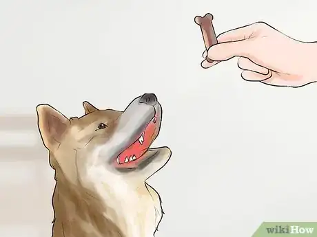 Image titled Get Your Dog to Jump Poles Step 10