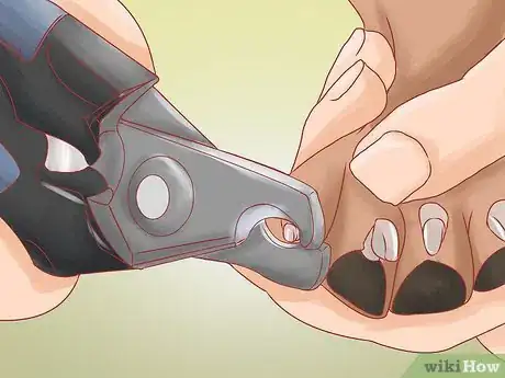 Image titled Care for Great Danes Step 8