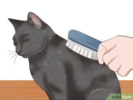 Image titled Protect Your Pets from Summertime Pests Step 33