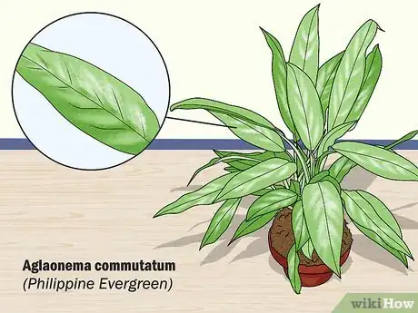 Image titled Grow Chinese Evergreens (Aglaonema) Step 2