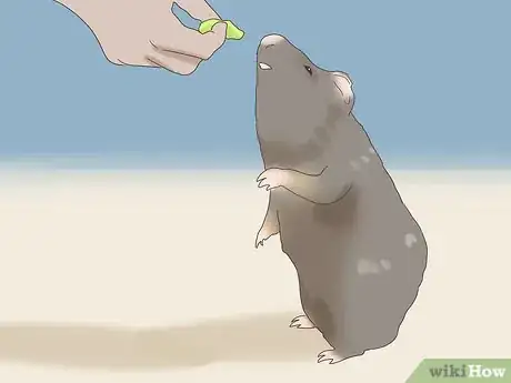 Image titled Teach a Guinea Pig to Do Tricks Step 12