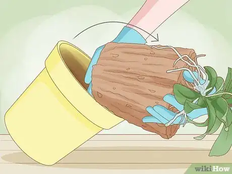 Image titled Repot Orchids with Air Roots Step 4