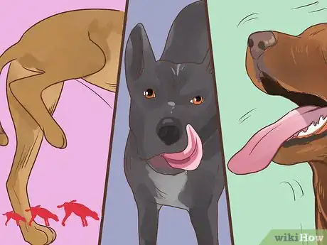 Image titled Diagnose Metabolic Disease in Older Dogs Step 12