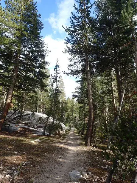 Image titled John Miur Trail Trees.JPG