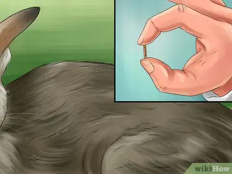 Image titled Take Care of an Oriental Cat Step 10