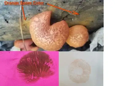 Image titled SPore pprint2