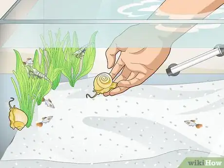 Image titled Avoid Algae in an Aquarium Step 9