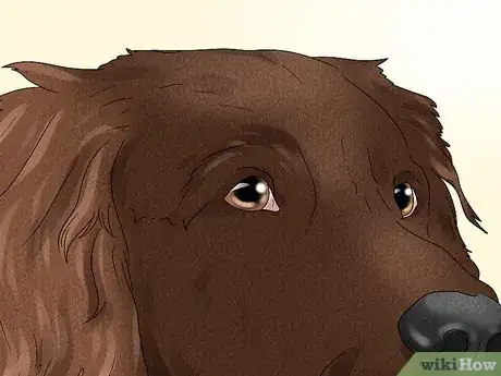 Image titled Identify a German Longhaired Pointer Step 4