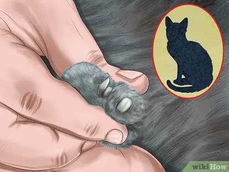 Image titled Make Vet Visits Less Stressful for Your Cat Step 1