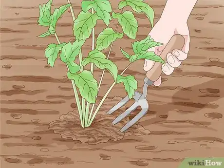 Image titled Harvest Parsnips Step 3