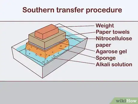 Image titled Determine Genotype Step 11