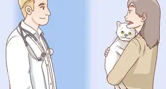 Handle Brachycephalic Airway Syndrome in Cats