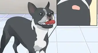 Care for a Boston Terrier