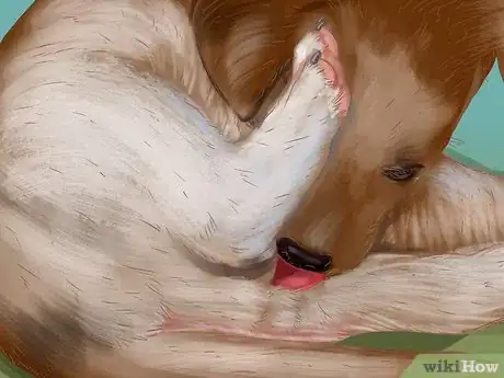 Image titled Help a Dog with Sleep Incontinence Step 1