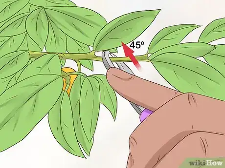 Image titled Grow Kumquat Step 15