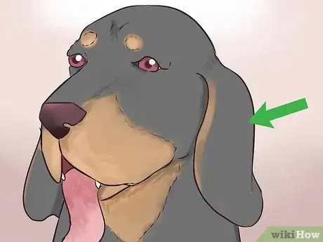 Image titled Identify a Black and Tan Coonhound Step 3