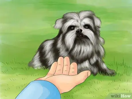 Image titled Identify an Affenpinscher Step 8