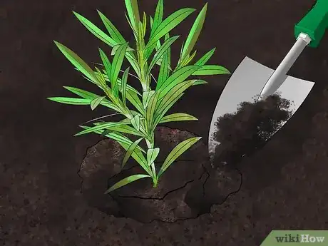 Image titled Grow Oleander Step 8