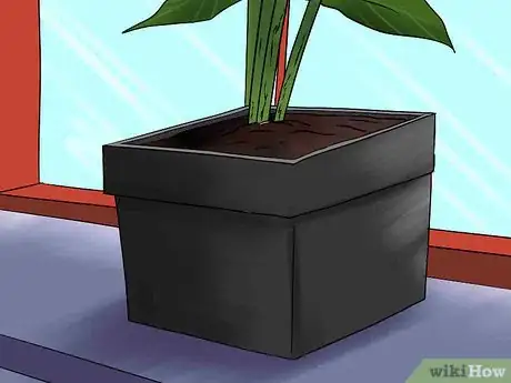 Image titled Overwinter Lily Bulbs Step 15