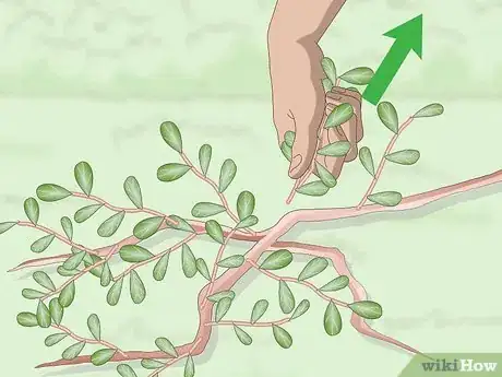 Image titled Kill Purslane Step 1