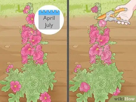 Image titled Prune Hollyhocks Step 1