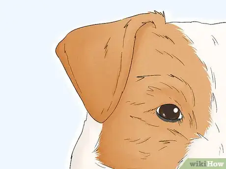 Image titled Identify a Parson Russell Terrier Step 3