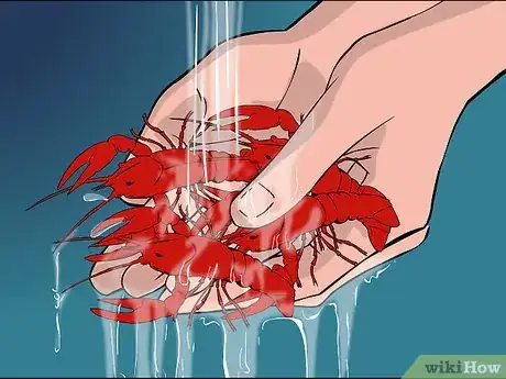 Image titled Boil Crawfish Step 2