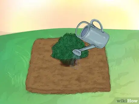 Image titled Grow Knockout Roses Step 7