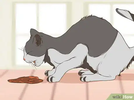 Image titled Watch for Common Senior Cat Health Issues Step 5