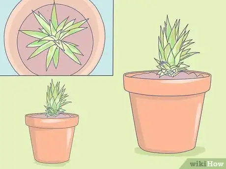 Image titled Grow Dwarf Pineapples Step 2
