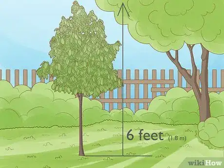 Image titled Grow Pawpaws Step 20